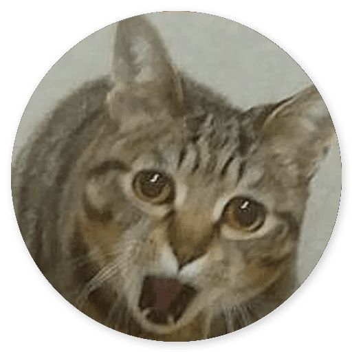 Sticker «Cat Meow-7»