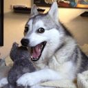 Pack de stickers «Funny Animals»