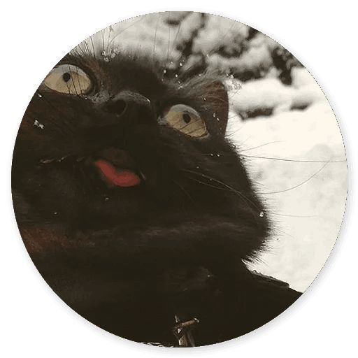 Sticker «Stupid cats-5»