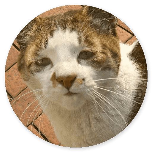 Sticker «Stupid cats-9»