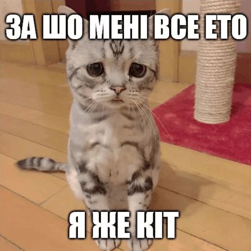 Стикер «Коты-Украинцы-10»