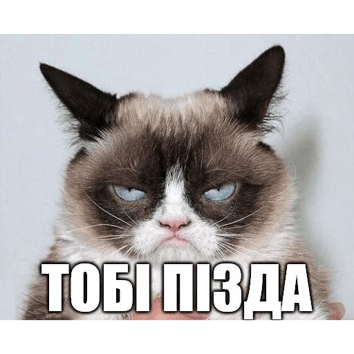 Стикер «Коты-Украинцы-11»
