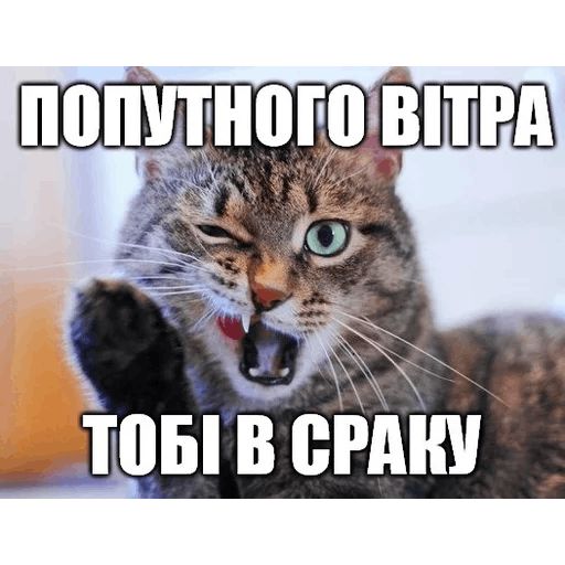 Стикер «Коты-Украинцы-12»