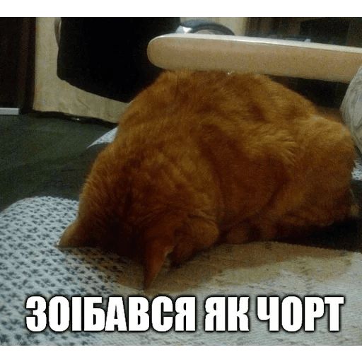 Стикер «Коты-Украинцы-3»