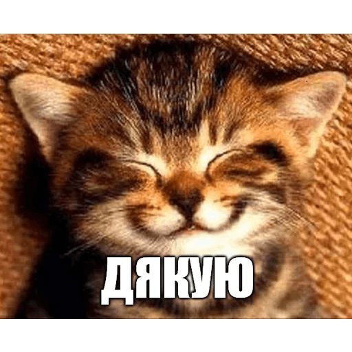Стикер «Коты-Украинцы-4»
