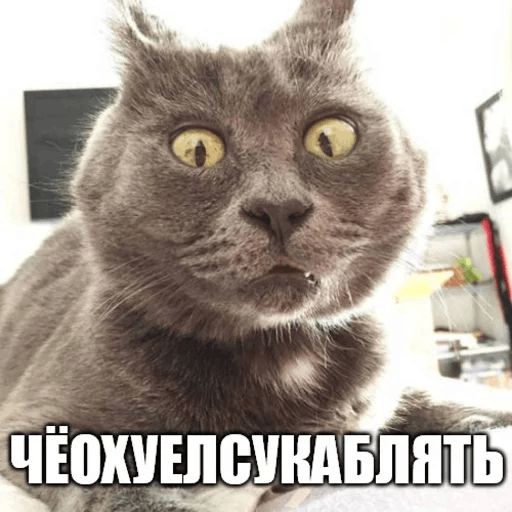 Стикер «Коты-Украинцы-6»