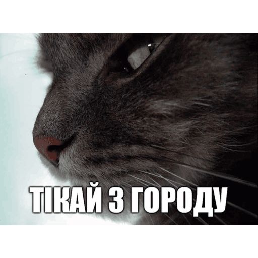 Стикер «Коты-Украинцы-9»