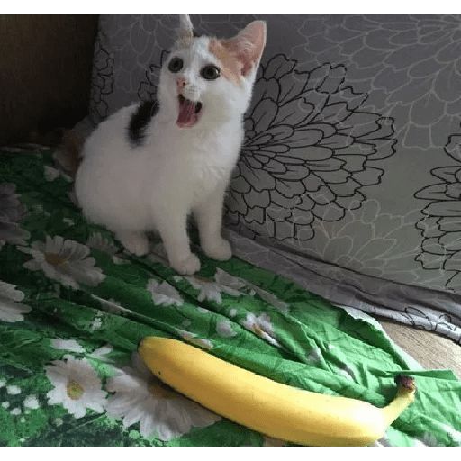 Sticker «Cat Gate Banana-11»