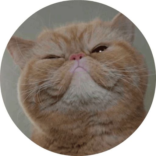 Sticker «Cats by Smol (2)-10»