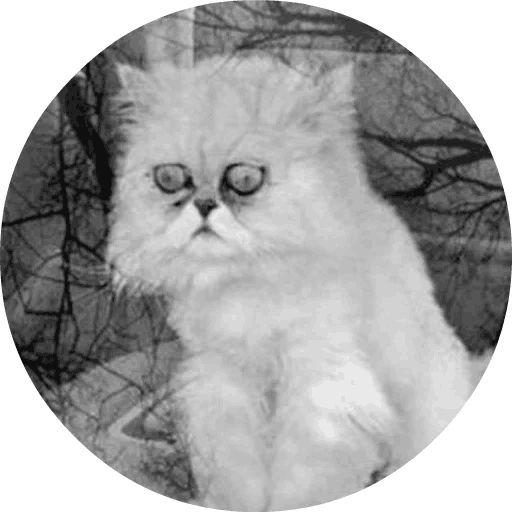 Sticker «Cats by Smol (2)-6»
