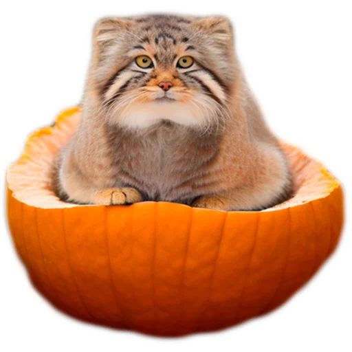 Sticker «Autumn Manul-12»