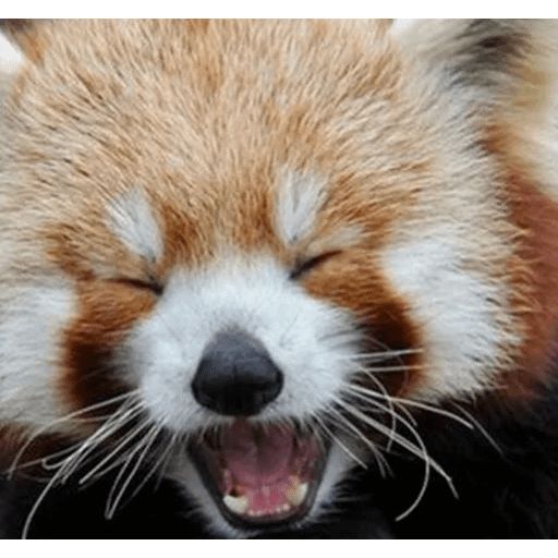 Sticker «Red Panda-1»