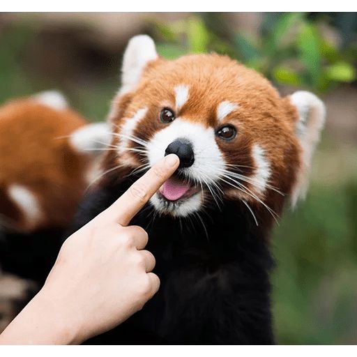 Sticker «Red Panda-10»