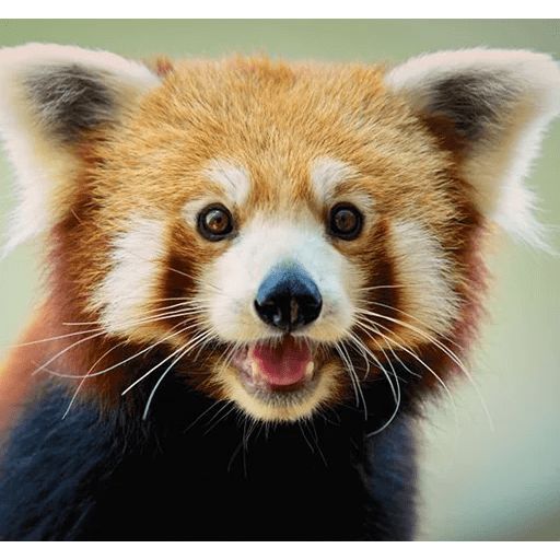 Sticker «Red Panda-3»