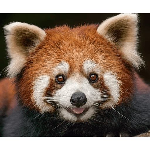 Sticker «Red Panda-4»