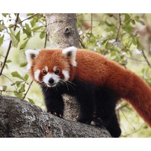 Sticker «Red Panda-5»