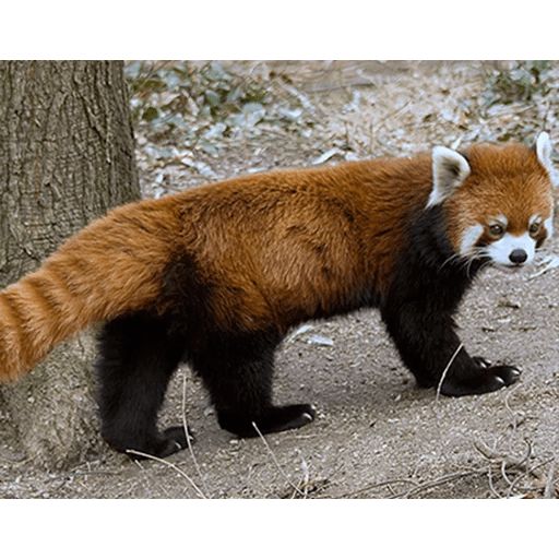 Sticker «Red Panda-6»