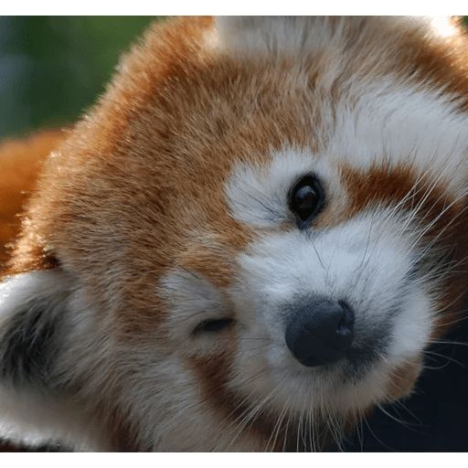 Sticker «Red Panda-7»