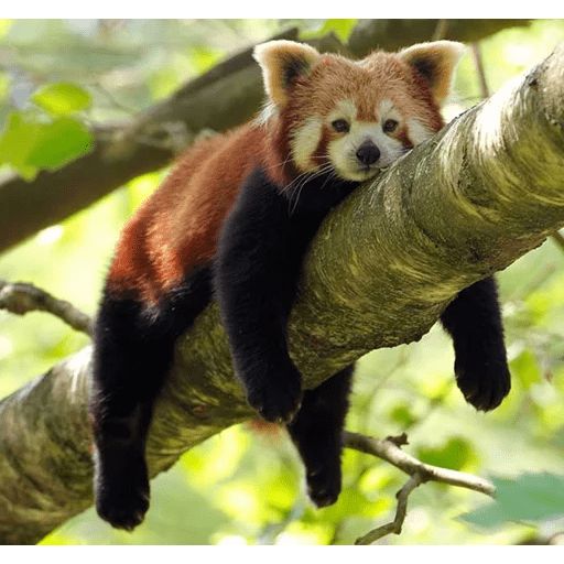 Sticker «Red Panda-8»