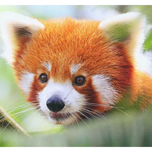 Sticker «Red Panda-9»