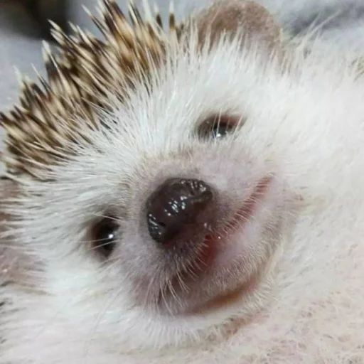 Sticker «Hedgehogs-12»