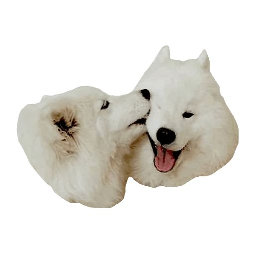 Sticker «Samoyed Dog-10»