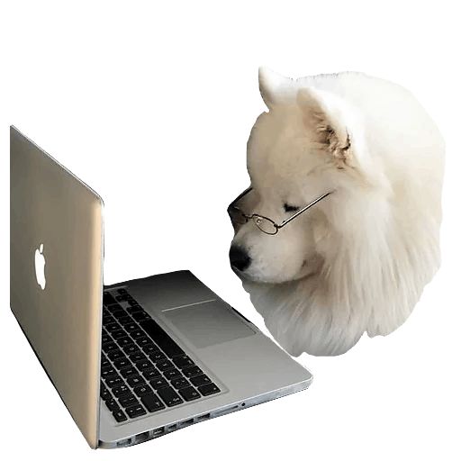 Sticker «Samoyed Dog-11»