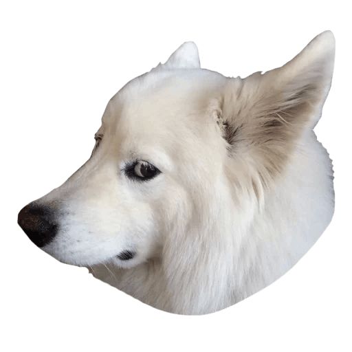Sticker «Samoyed Dog-12»
