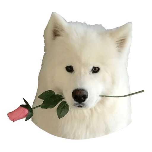 Sticker «Samoyed Dog-2»