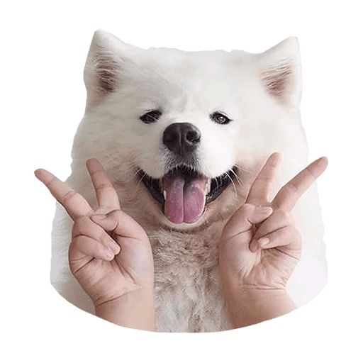 Sticker «Samoyed Dog-3»