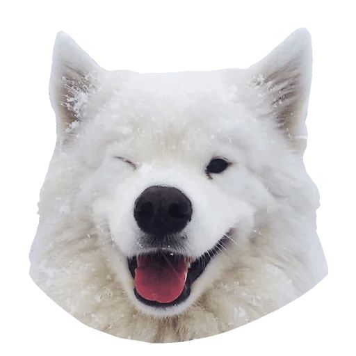 Sticker «Samoyed Dog-4»
