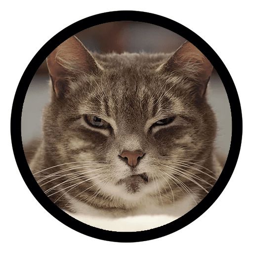 Sticker «Funny Cats-1»
