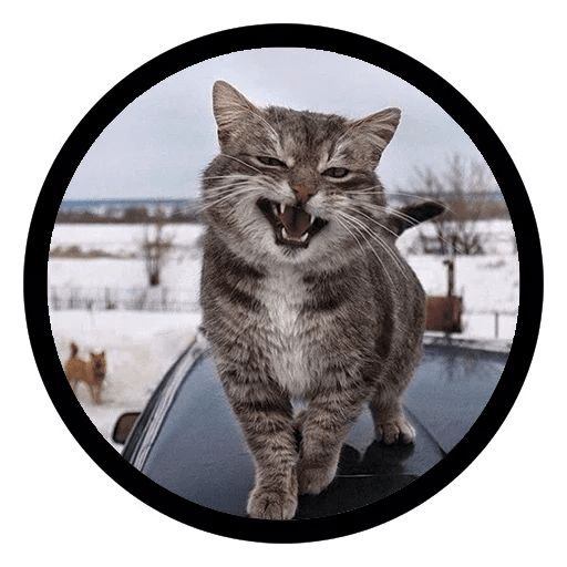 Sticker «Funny Cats-10»