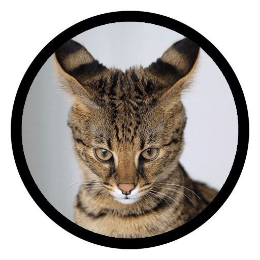 Sticker «Funny Cats-11»