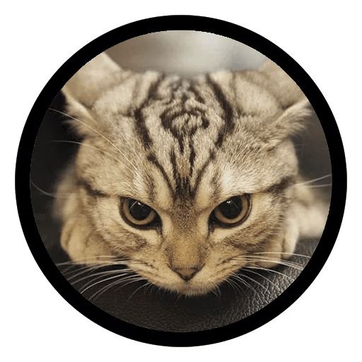 Sticker «Funny Cats-2»