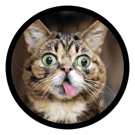 Sticker «Funny Cats-3»