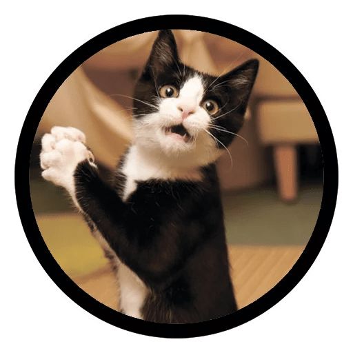 Sticker «Funny Cats-4»