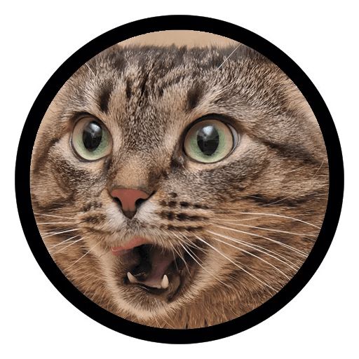 Sticker «Funny Cats-5»