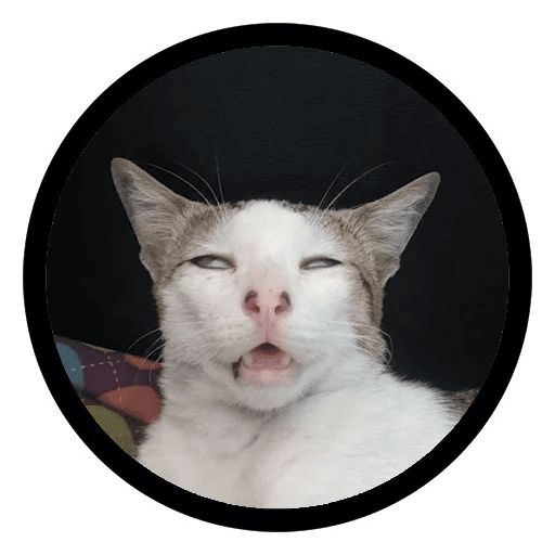 Sticker «Funny Cats-6»