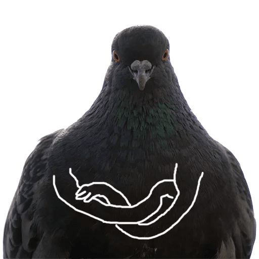Sticker «Pigeon With Hands-1»