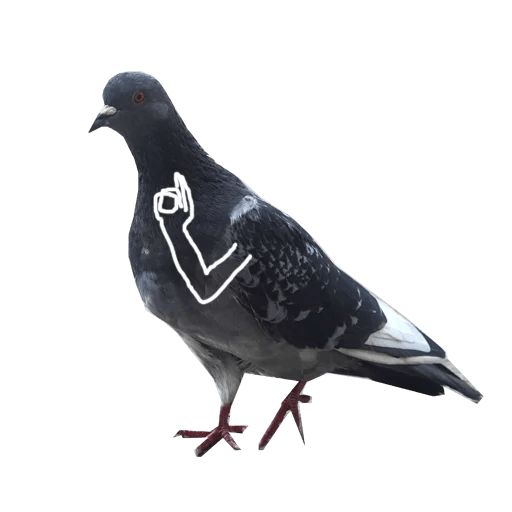 Sticker «Pigeon With Hands-2»