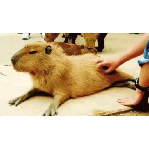 Sticker «Capybara-3»