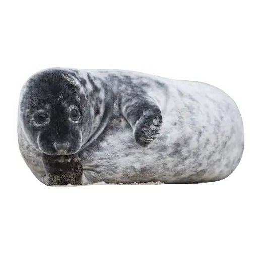Sticker «Lazy Seals-10»