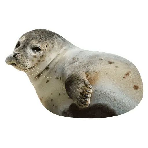 Sticker «Lazy Seals-11»