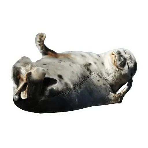 Sticker «Lazy Seals-2»