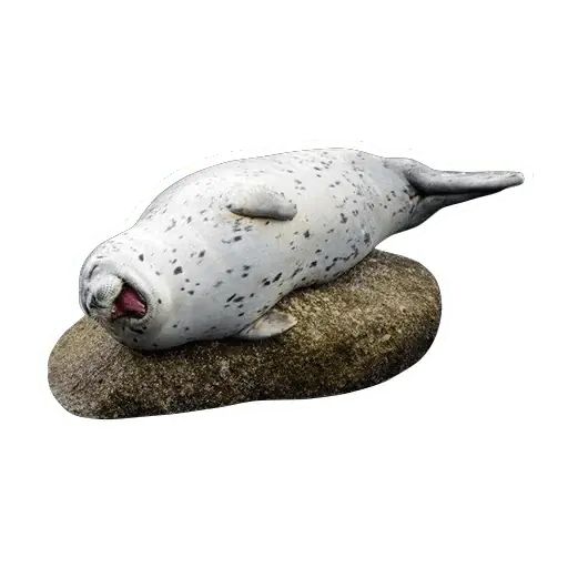 Sticker «Lazy Seals-4»