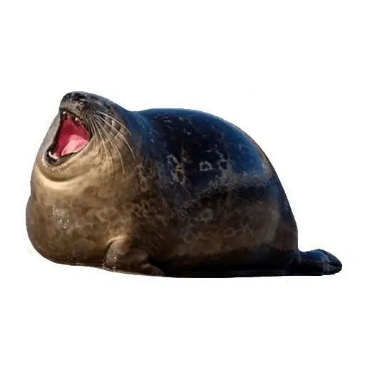 Sticker «Lazy Seals-6»