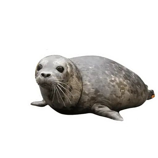 Sticker «Lazy Seals-7»