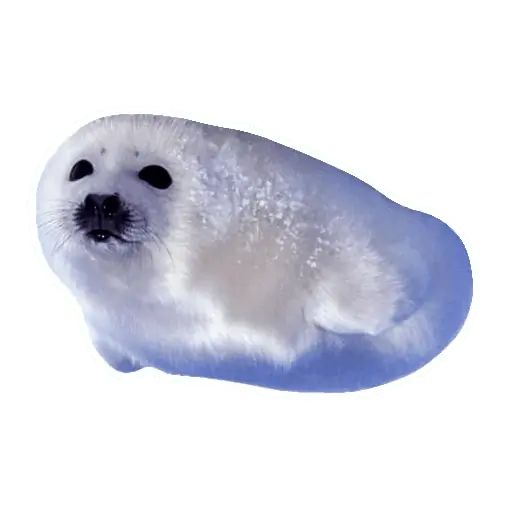 Sticker «Lazy Seals-8»