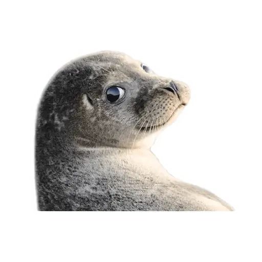 Sticker «Lazy Seals-9»